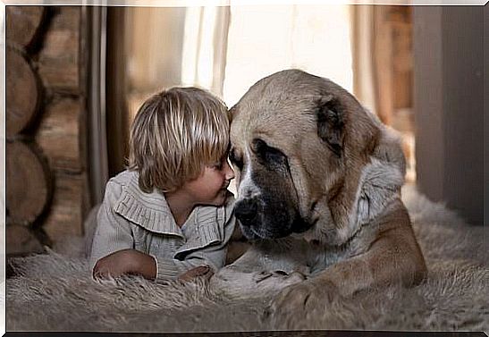 Be honest: boy and dog