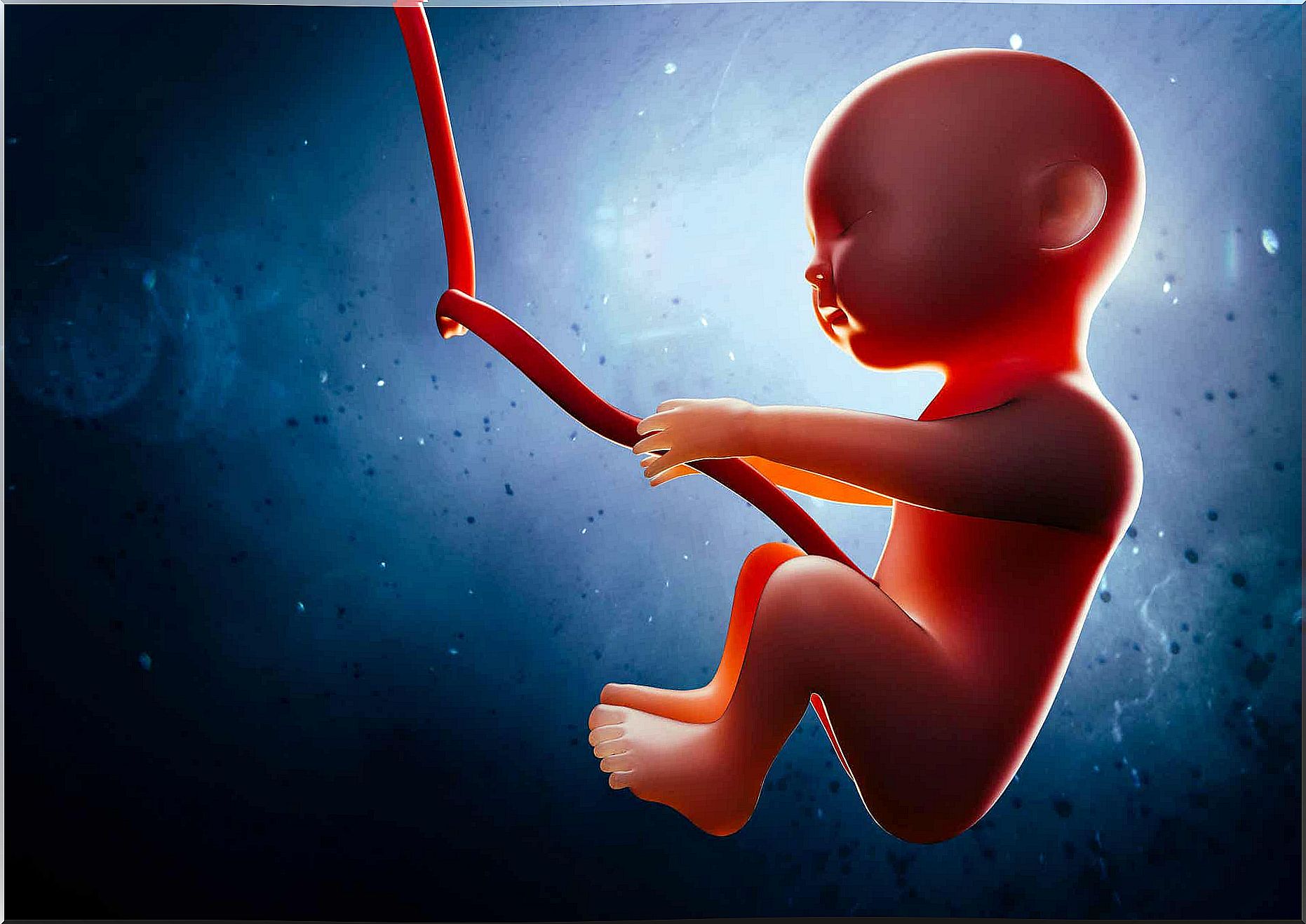 A digital image of a baby floating in the womb.