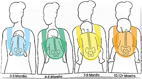 Newborn babies have a natural C-shape in their spine